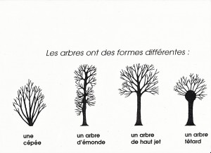 agroforesterie.be arbres têtards