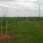 Agroforesterie.be - pommiers en prairie