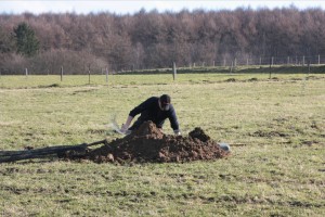 agroforesterie.be cage à mulot